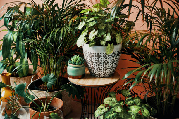 Beautiful indoor plants collection