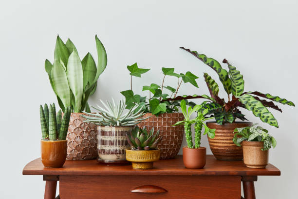 Premium pots and soil