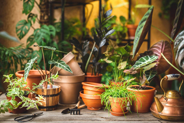 Large statement plants