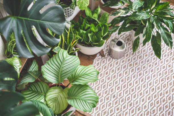 Professional phytodesign